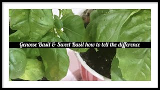 Difference Between Sweet Basil & Genovese Basil