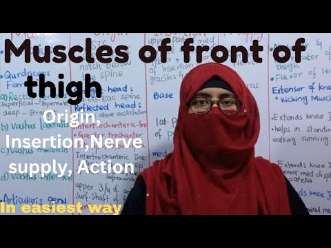 Muscles of front of thigh |anterior compartment of thigh |extensor muscles of thigh | front of thigh