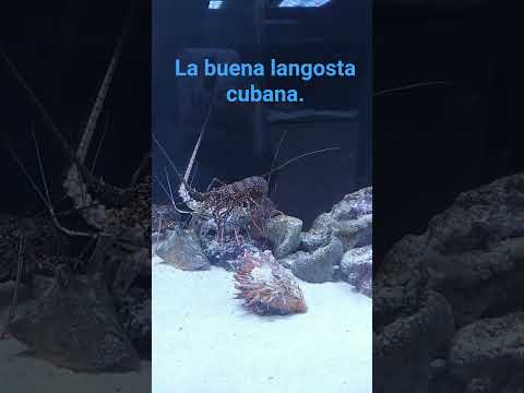 Mini acuario La Boca, Trinidad Sancti Spíritus Cuba.