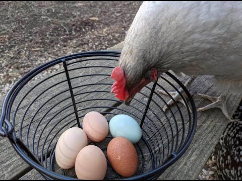 Chicken Tips and Hacks to Make Life Easier