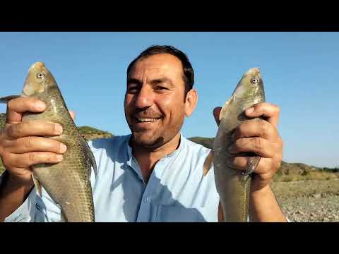 electric fishing shock || electric fishing in the river
