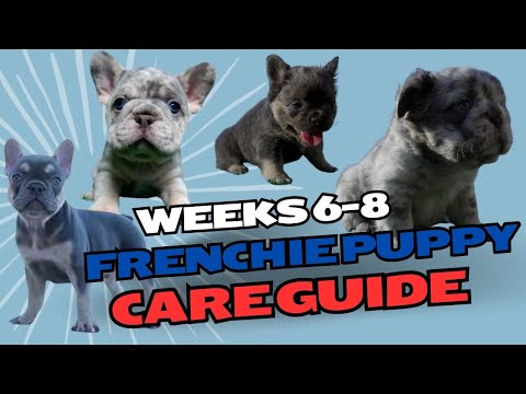 The smart Trick of Top French Bulldog Pet Insurance Plans - Pawlicy Advisor That Nobody is Talking About thumbnail