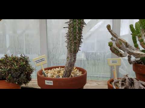 EUPHORBIA VIGUIERI PLANT (MADAGASCAR)