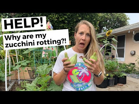 , title : 'HELP! Why Do My Zucchini Keep Rotting?'