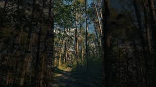 Somewhere deep in the forest