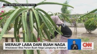 Meraup Naga dari Buah Naga