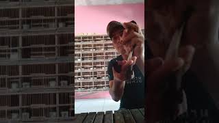 Download lagu CARA MEMBEDAKAN MURAI BORNEO JANTAN DAN BETINA..100%  AKURAT... mp3