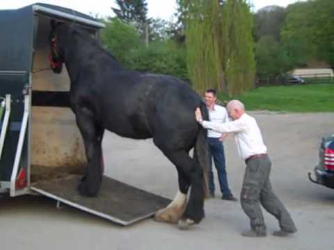 , title : 'Lustig: Verladen eines Shire Horse Pferd in 30 Sekunden - Clydesdale: Funny loading on a trailer'