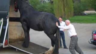 preview picture of video 'Lustig: Verladen eines Shire Horse Pferd in 30 Sekunden - Clydesdale: Funny loading on a trailer'