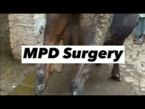 MPD Surgery in Cow | 'Saran' ka ilaaj | Lameness due to Patellar Fixation | सरन, छिटकी रोगी का इलाज