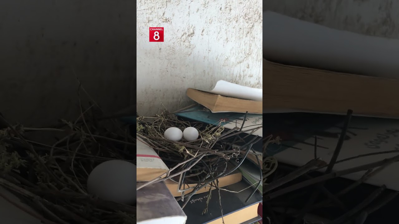 ڤیدیۆ | هاونیشتمانییەک ئەم ڤیدیۆیەی بۆ کەناڵ8 ناردووە دەڵێت: ئەم کۆترە لەسەر کتێبەکانم هێلکەی کردووە