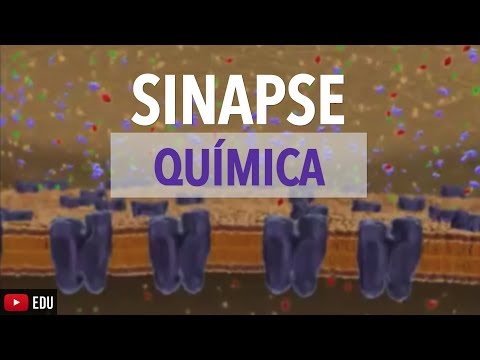 Chemical Synapse: Animation | Anatomy and etc.