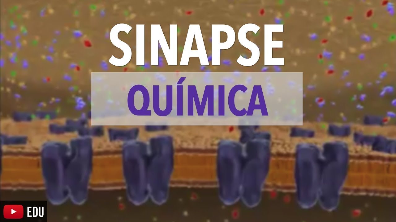 Sinapse Química: Animação | Anatomia e etc
