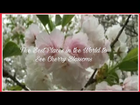 The Best Places in the World to See Cherry Blossoms ||