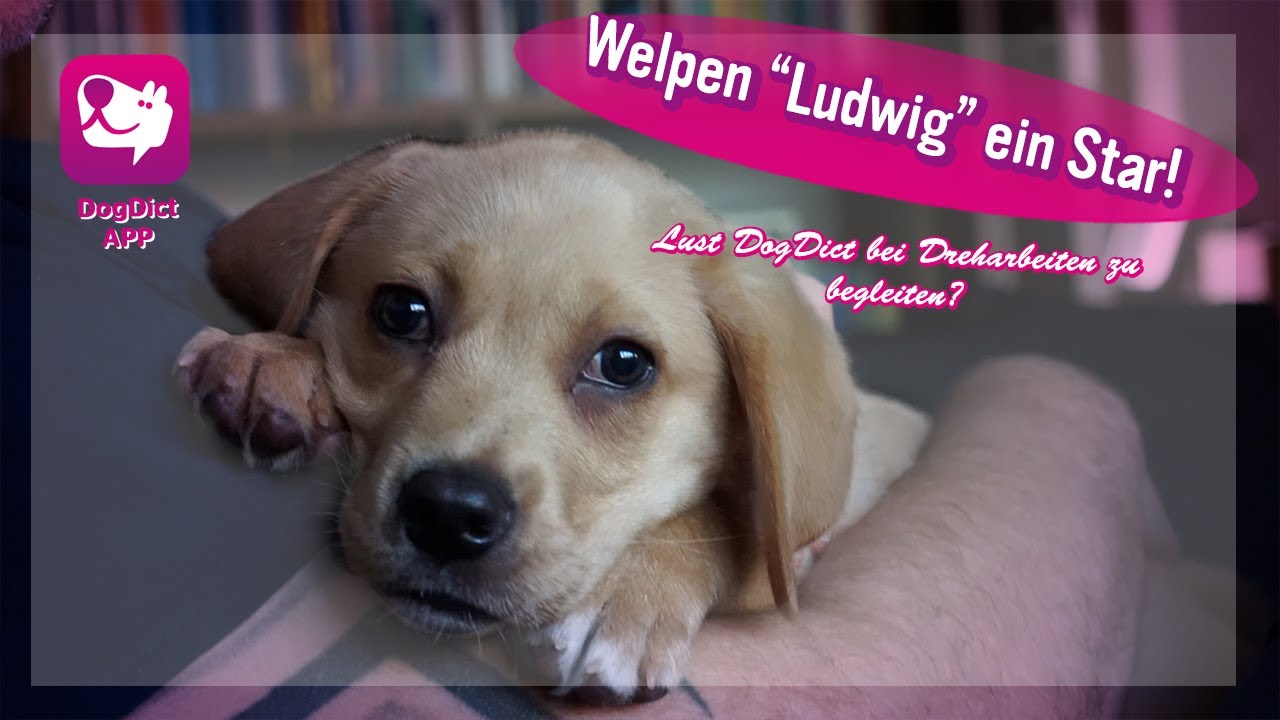 Welpen Begleitung, Lust DogDict Hunde sehen und Verstehen, bei den Dreharbeiten zu begleiten Folge 1