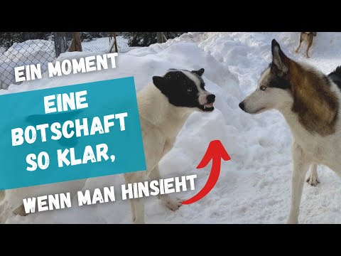 Körpersprache der Hunde, was sie uns wirklich sagen
