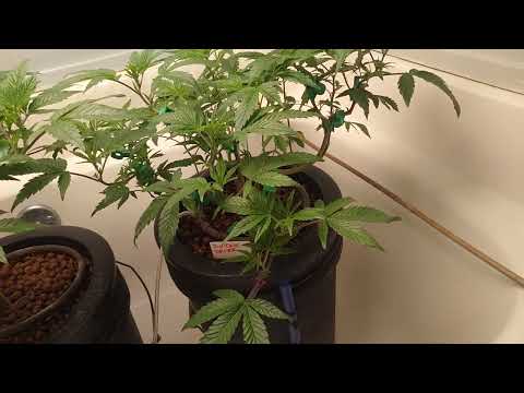 How To Grow Cannabis In Hydroponics DWC For Beginners