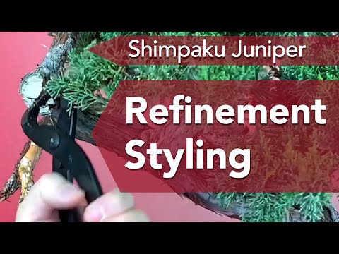 Spring Bonsai Success: Refine a 60 Year Old Bonsai Juniper for Great Results
