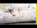 Mayfly Madness | Wild Mississippi