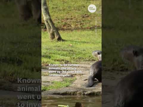 Mischievous otters come face to face with a cobra USA TODAY Shorts
