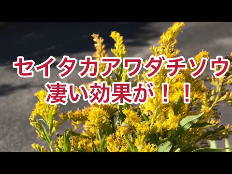 園芸 オオセイタカアワダチソウ、オオアキノキリンソウ、オオセイタカアワダチソウ