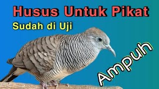 Download lagu Suara PIKAT PERKUTUT Cepat pada datang dan nyaut mp3