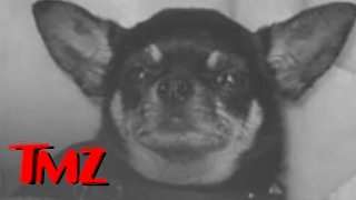 In Memoriam: The Osbourne Family Dog | TMZ