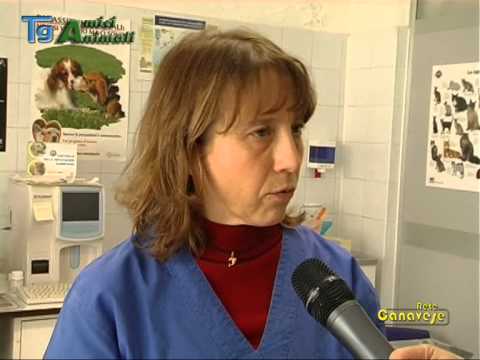Qual è gonartrosi dellarticolazione del ginocchio e come trattarla Unguento osteocondrosi lombare