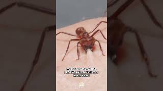 Download lagu Real Ant Bites! 😨 #realfacts #ants #shorts mp3 Download lagu Real Ant Bites! 😨 #realfacts #ants #shorts mp3