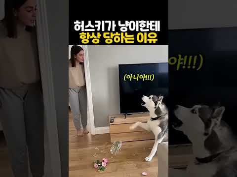 허스키가 냥이한테 항상 당하는 이유