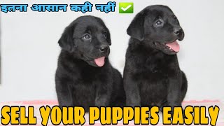 How to sell puppies in best prices in hindi