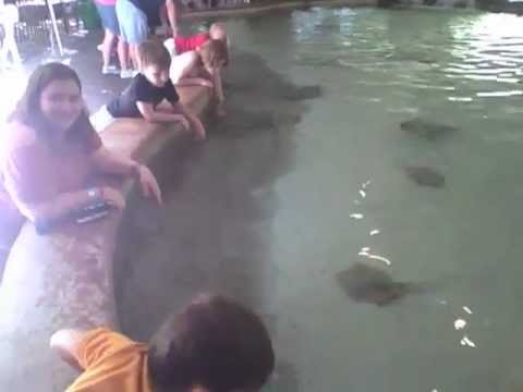 Our Sting Ray Bay Experience