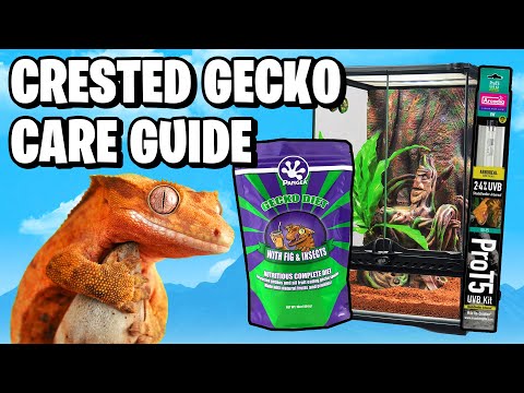 Crested Gecko Care Guide - Beginners Guide