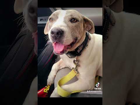Ava, an adoptable Staffordshire Bull Terrier & Terrier Mix in Lubbock, TX_image-1