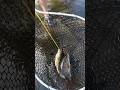 2 Giant Smallmouth Bass Caught In The Boundary Waters