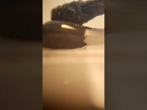 #zoom #shorts #shortvideo #short