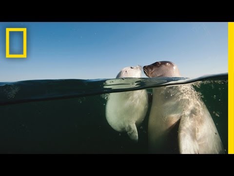 National Geographic Live! - David Doubilet & Jennifer Hayes: From Islands to Ice
