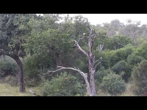 Djuma: Three Egyptian Geese fussing - 16:55 - 05/10/2023