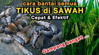 Download lagu A TERRIBLE way to quickly eradicate rat pests in rice fields. || The most effective way to eradic... mp3