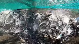 Harvesting Bangus and Samaral, Sarap ng Kilawing Bangus | BillyAillySeaTV