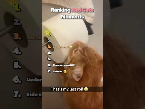Ranking The Best Red Cat Moments
