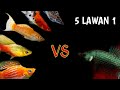 Ikan Hias Air Tawar Platy Kawin Dengan Ikan Cupang