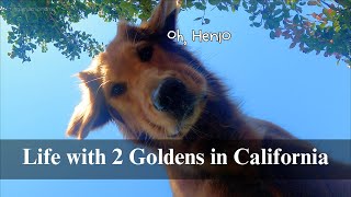 Life with 2 Goldens | Getting Fall Ready 🍂🍁🎃, Running Errands, Organizing, Packing, Traveling