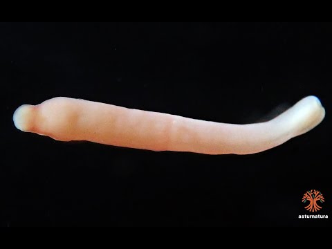 Vídeo de Carinina ochracea