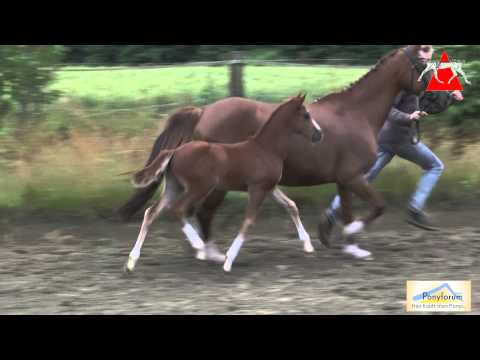 Auktionsfohlen Nr. 68 CHA CHA GO