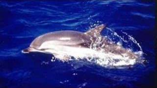 Dolphin cards The Dolphin