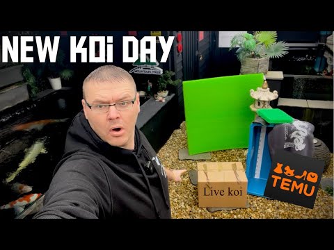 I BROUGHT A NEW KOI FISH FROM TEMU !!!