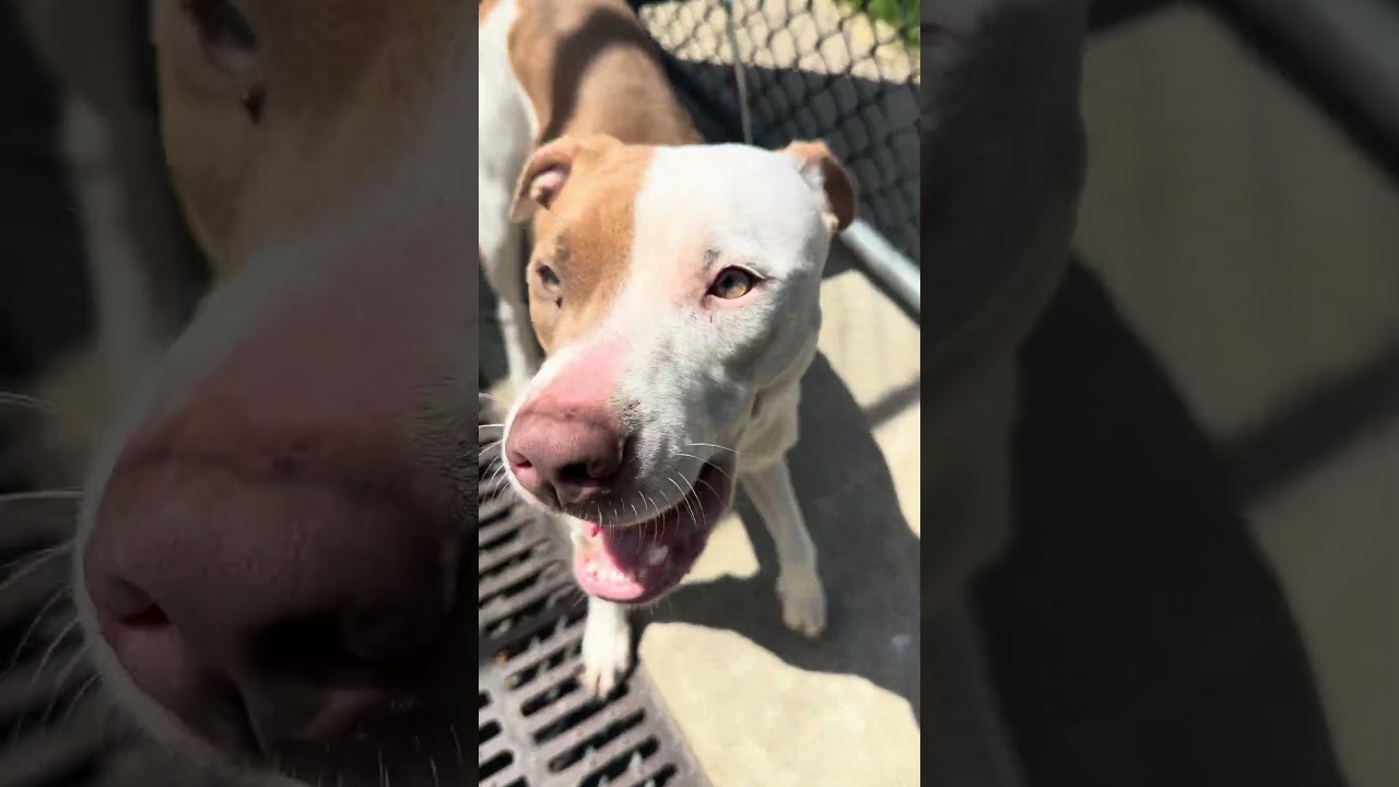 Enlarge Senorita, a ADOPTABLE Pit Bull Terrier in Chicago, IL video 5/5