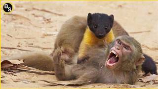 Ferocious Stoats Attacking Their Prey With No Mercy !!