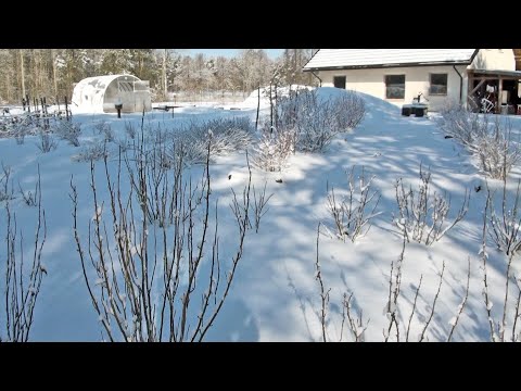 Ogród w Szumilesie - koniec zimy 20/21